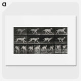 3-37_Eadweard-Muybridge_picture