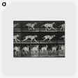 3-37_Eadweard-Muybridge_postcard