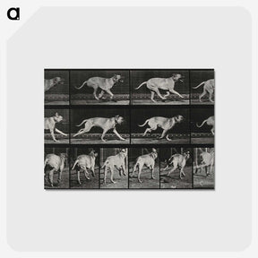 3-37_Eadweard-Muybridge_postcard
