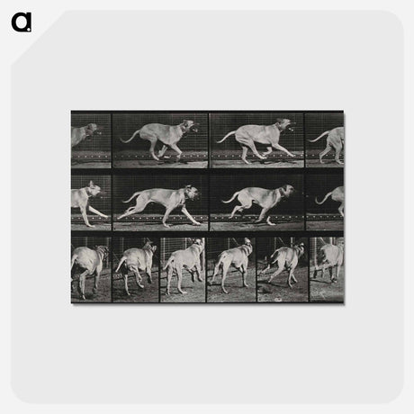 アートポストカード-Running Dog
 - エドワード マイブリッジ Postcard.