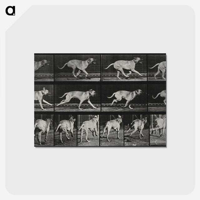 3-37_Eadweard-Muybridge_postcard