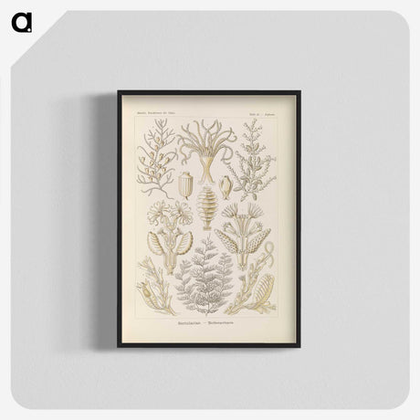 3-37_Ernst-Haeckel_blk-crop