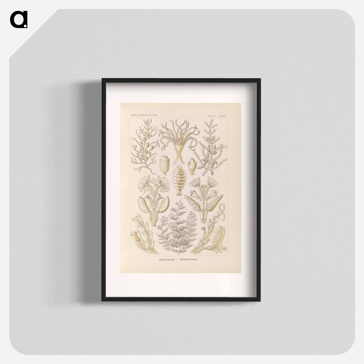 Marine life illustration - エルンスト ヘッケル Poster.