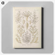 3-37_Ernst-Haeckel_canvas