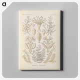 3-37_Ernst-Haeckel_canvas