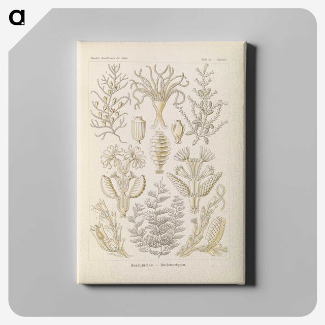 3-37_Ernst-Haeckel_canvas