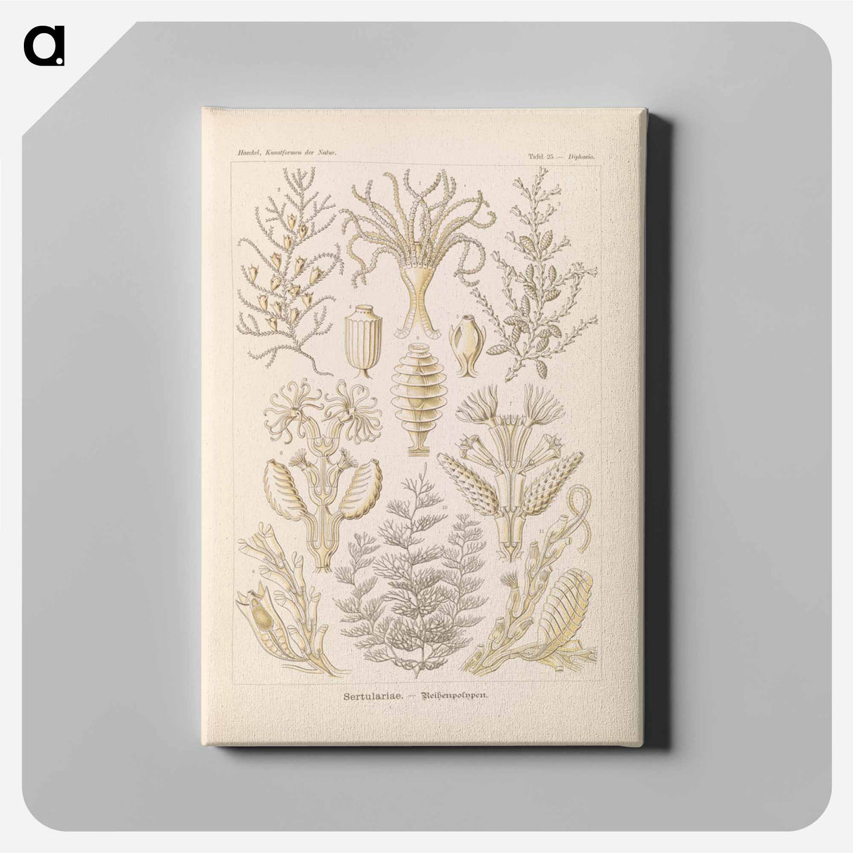 Marine life illustration - エルンスト ヘッケル Canvas.
