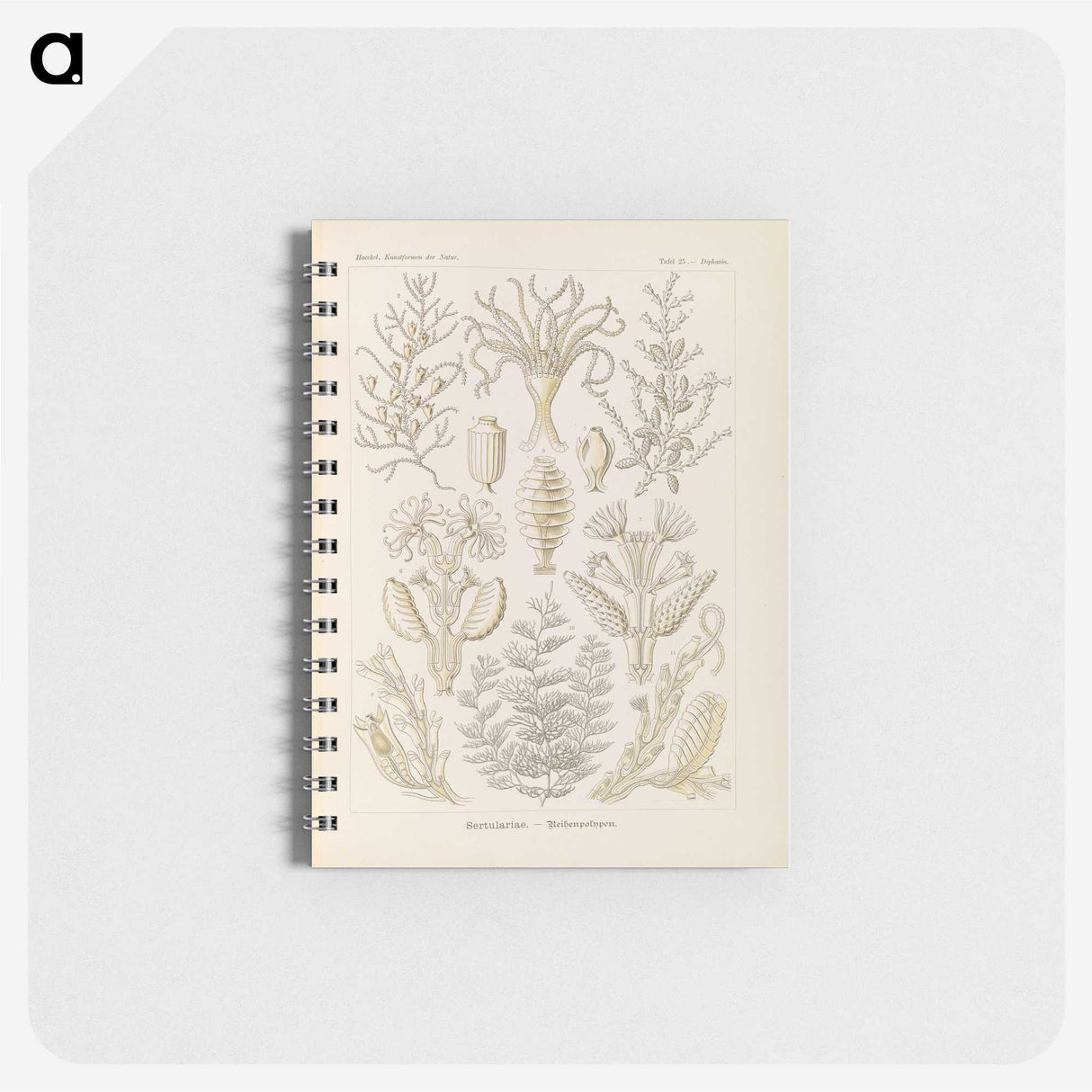 3-37_Ernst-Haeckel_memo