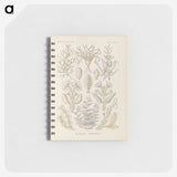 3-37_Ernst-Haeckel_memo