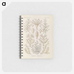 3-37_Ernst-Haeckel_memo