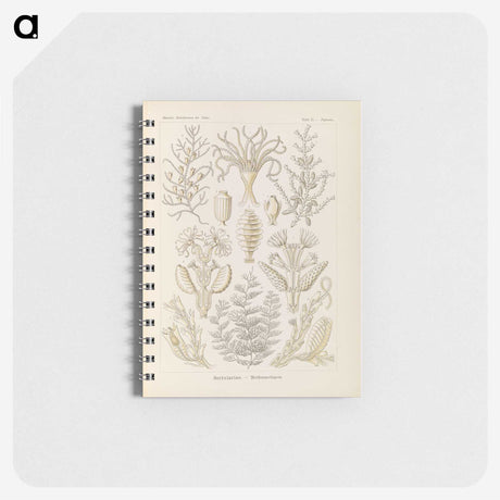 3-37_Ernst-Haeckel_memo