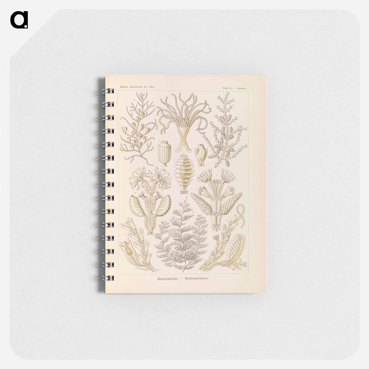 アートメモ帳-Marine life illustration - エルンスト ヘッケル Memo.