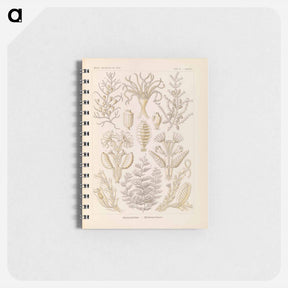 アートメモ帳-Marine life illustration - エルンスト ヘッケル Memo.