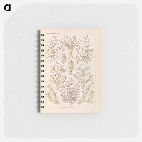 アートメモ帳-Marine life illustration - エルンスト ヘッケル Memo.