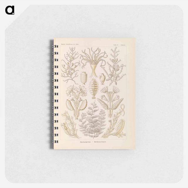 アートメモ帳-Marine life illustration - エルンスト ヘッケル Memo.