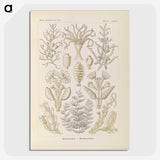 3-37_Ernst-Haeckel_picture-crop