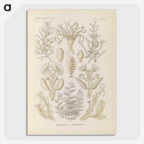 3-37_Ernst-Haeckel_picture-crop