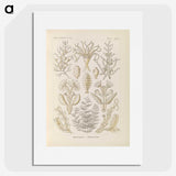 3-37_Ernst-Haeckel_picture