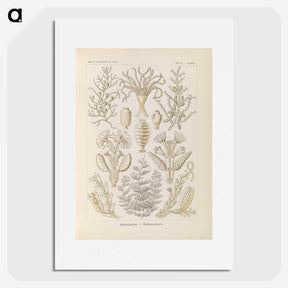 3-37_Ernst-Haeckel_picture