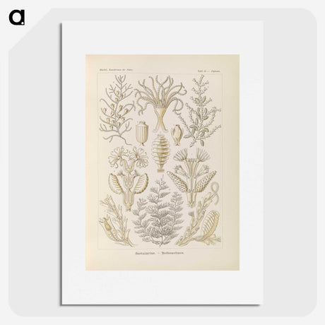 3-37_Ernst-Haeckel_picture