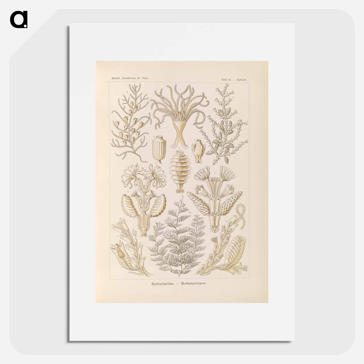 Marine life illustration - エルンスト ヘッケル Poster.