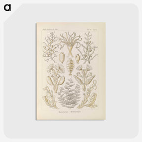 3-37_Ernst-Haeckel_postcard