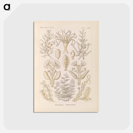 アートポストカード-Marine life illustration - エルンスト ヘッケル Postcard.