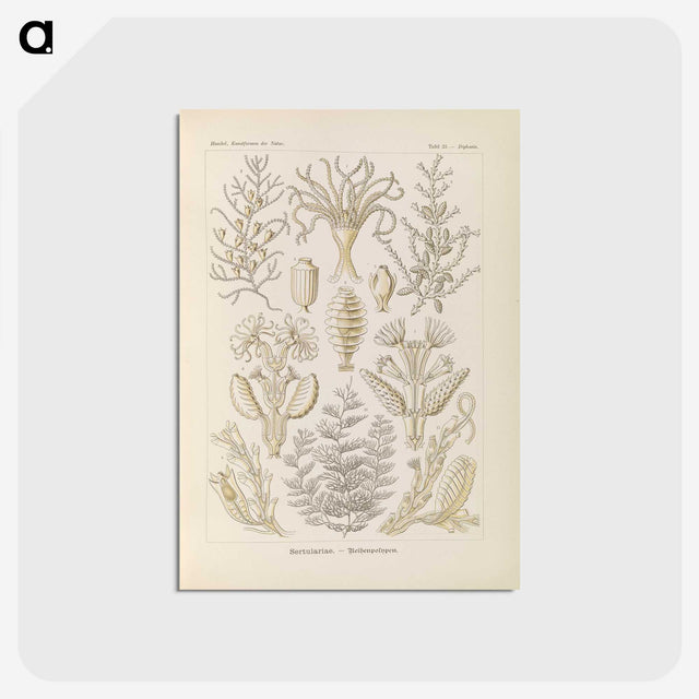 3-37_Ernst-Haeckel_postcard