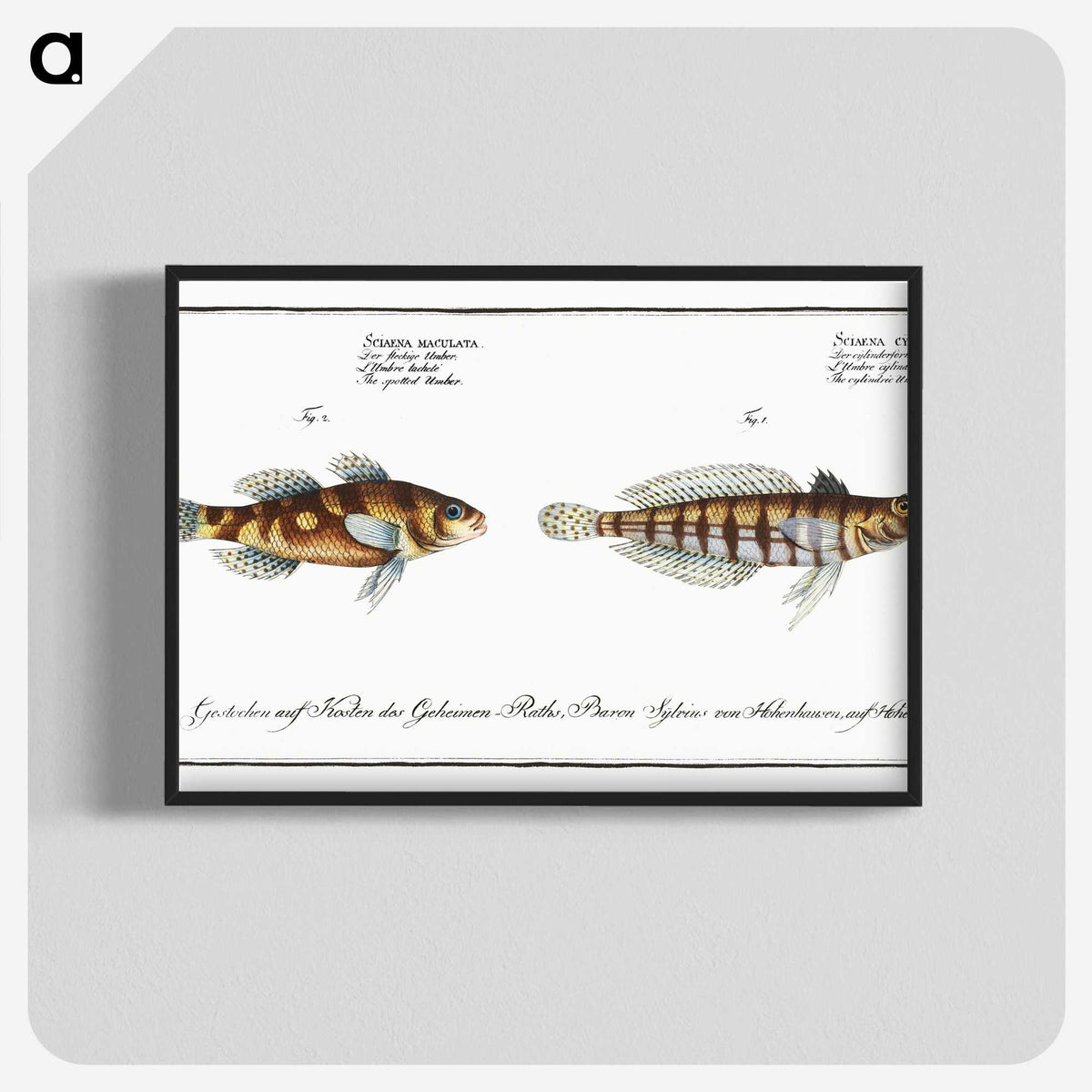 3-37_Ichtyologie-ou-Histoire-naturelle_blk-crop