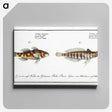 3-37_Ichtyologie-ou-Histoire-naturelle_canvas
