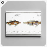 3-37_Ichtyologie-ou-Histoire-naturelle_canvas