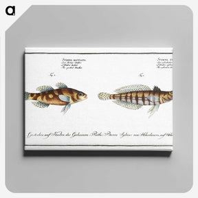 3-37_Ichtyologie-ou-Histoire-naturelle_canvas