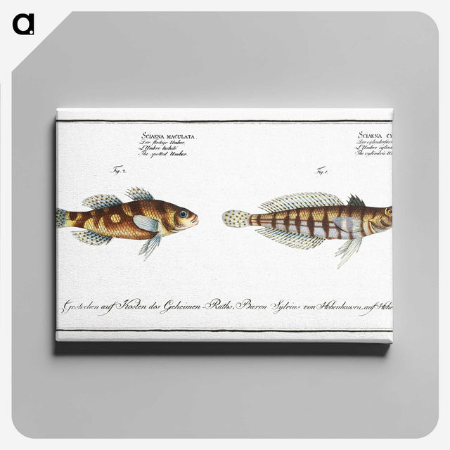 3-37_Ichtyologie-ou-Histoire-naturelle_canvas