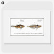 3-37_Ichtyologie-ou-Histoire-naturelle_picture