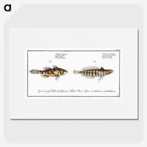 3-37_Ichtyologie-ou-Histoire-naturelle_picture