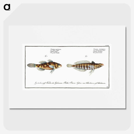 3-37_Ichtyologie-ou-Histoire-naturelle_picture