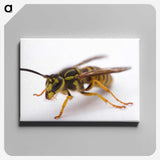 3-37_Insects-Unlocked-Project_canvas
