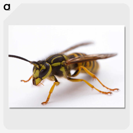3-37_Insects-Unlocked-Project_picture-crop