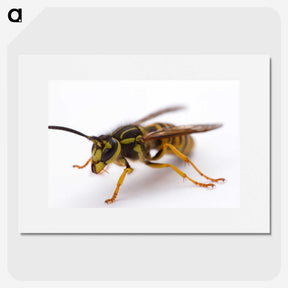 3-37_Insects-Unlocked-Project_picture