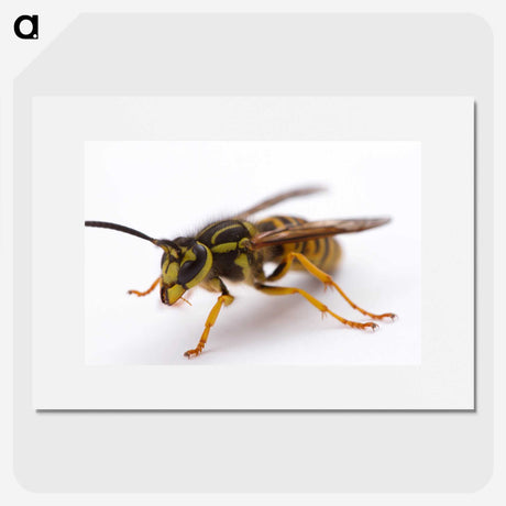 3-37_Insects-Unlocked-Project_picture