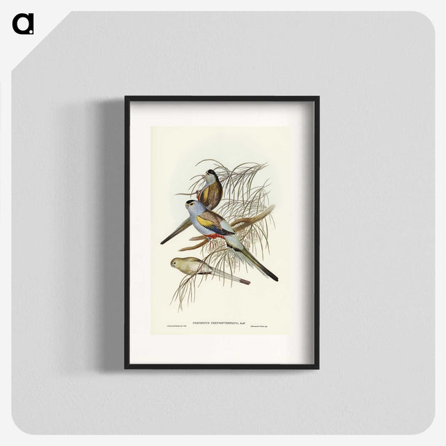 3-37_John-Gould_blk