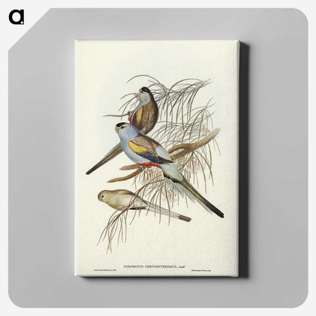 3-37_John-Gould_canvas