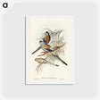 アートポストカード-Golden-backed Parakeet
 - ジョン グールド Postcard.