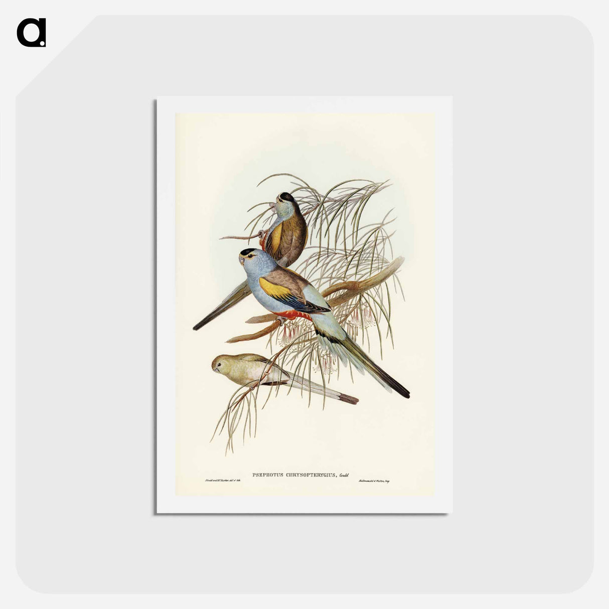 アートポストカード-Golden-backed Parakeet
 - ジョン グールド Postcard.