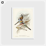 アートポストカード-Golden-backed Parakeet
 - ジョン グールド Postcard.