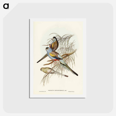 アートポストカード-Golden-backed Parakeet
 - ジョン グールド Postcard.