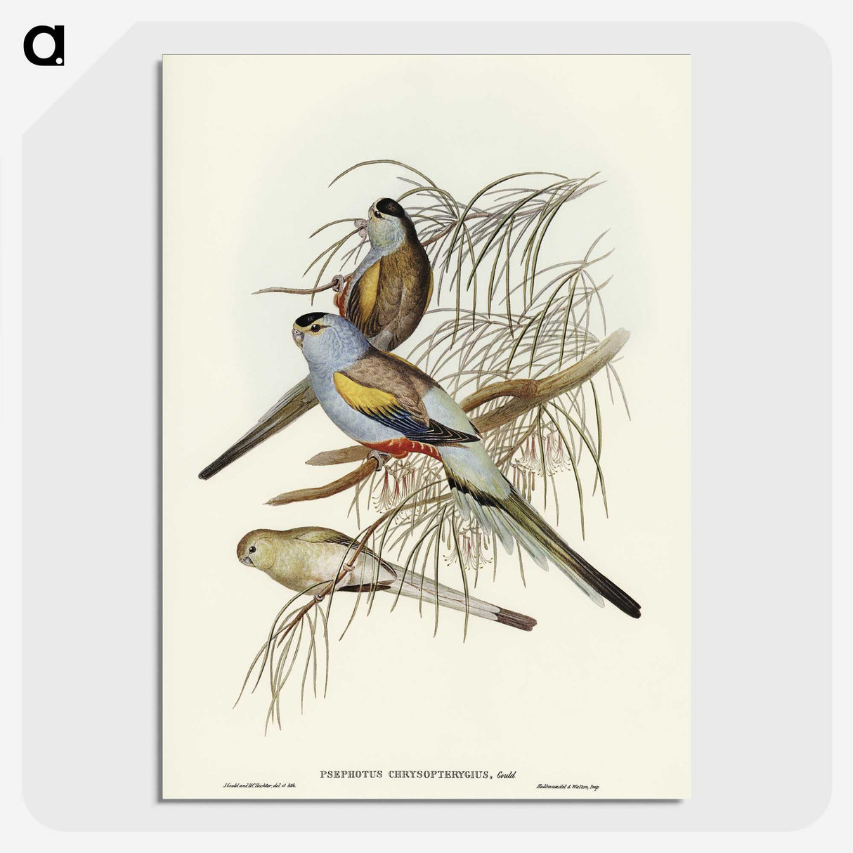 3-37_John-Gould_picture-crop