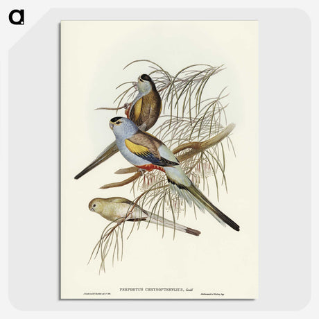 3-37_John-Gould_picture-crop