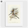 3-37_John-Gould_picture