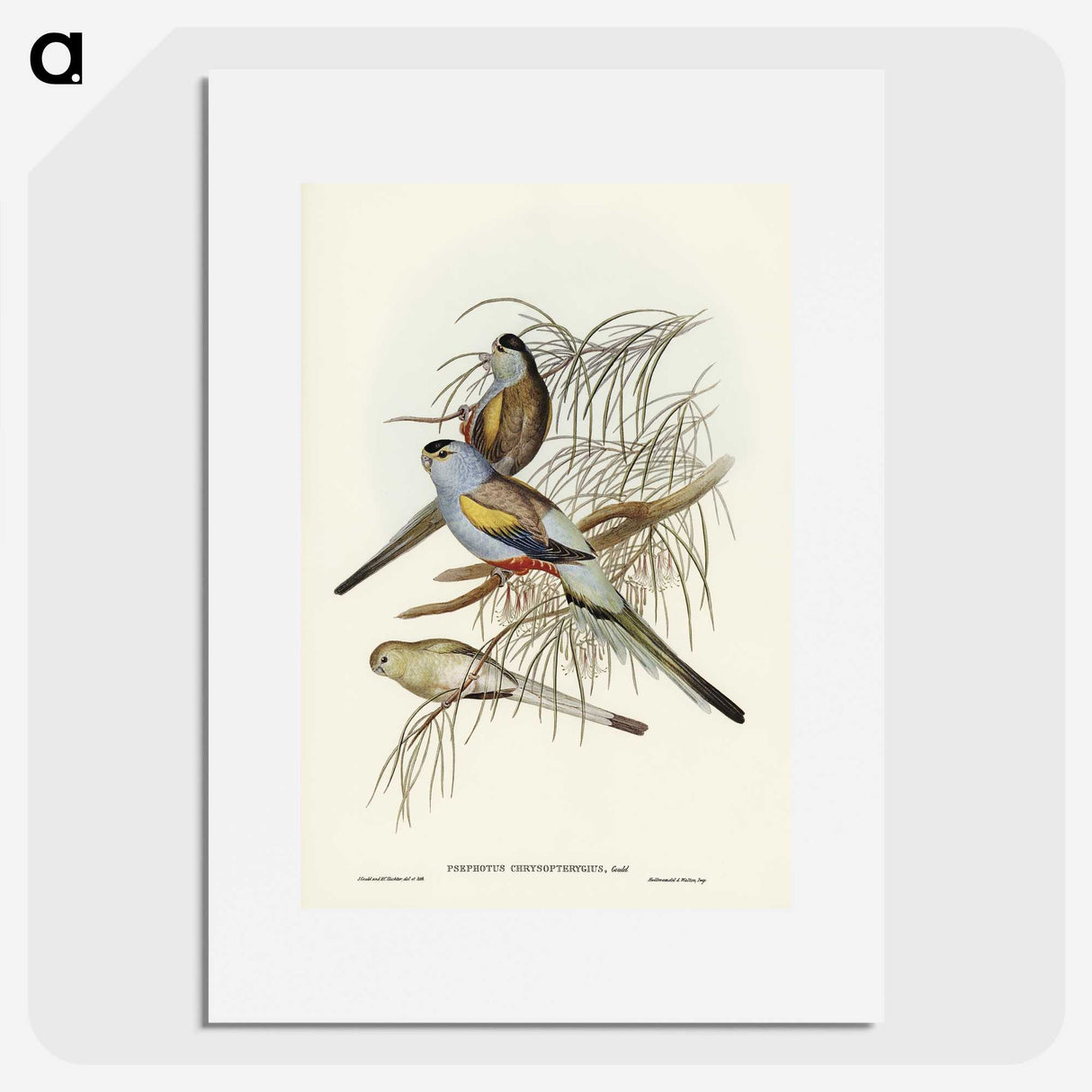 3-37_John-Gould_picture